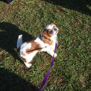 Team Page: Ashley’s Army